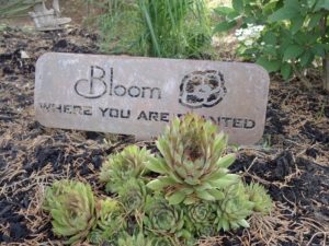 Bloom where you are planted metal garden sign